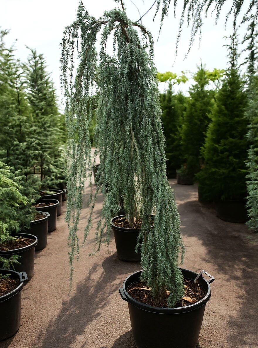Trauer-Libanon-Zeder - Cedrus libani 'Glauca Pendula' - Baumschule