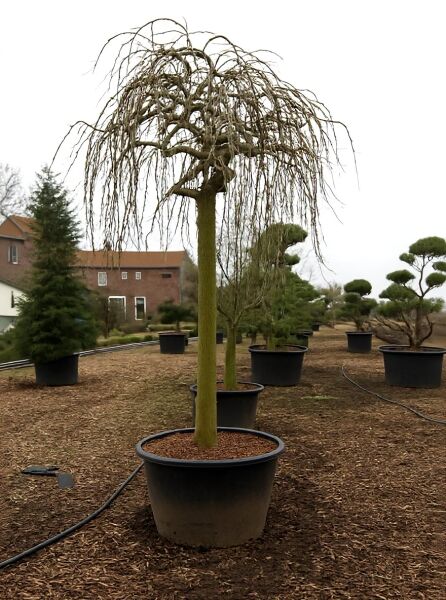 Morus alba 'Pendula' / Hängender weißer Maulbeerbaum 'Pendula' Hochstamm 35-40 StU im Container, Krone überhängend