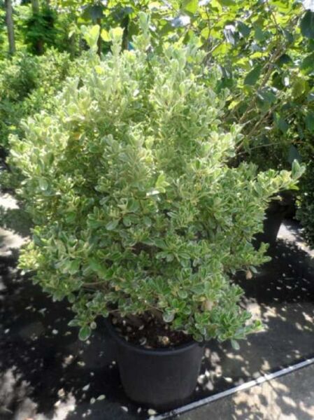 Japanischer Spindelstrauch (Euonymus japonicus) 'Albomarginatus', variegiertes grün-weißes Laub, im Topf C50, 100–125 cm
