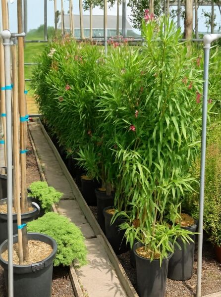 Nerium oleander (Oleander/Rosenlorbeer) 100-125 cm C20 als Kübelpflanze mit rosaroten Blüten und schmalen grünen Blättern.