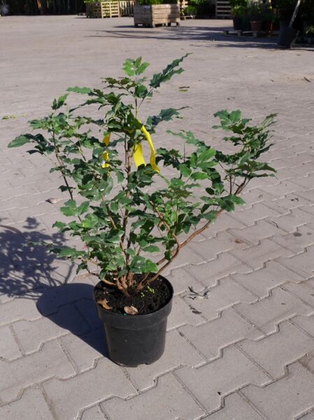 Mahonia aquifolium / Gewöhnliche Mahonie, 40-50 cm, C4, mehrtriebiger Strauch im Topf mit grünen, gezähnten Blättern