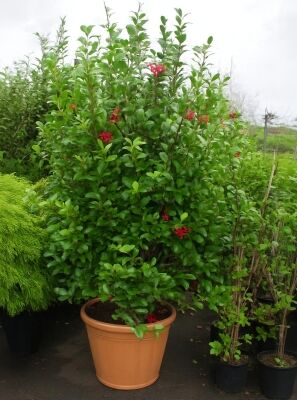 Portugiesischer Kirschlorbeer - Prunus lusitanica 'Angustifolia 'Kugel auf  Stamm'