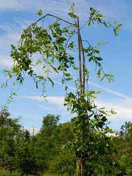Quercus robur 'Pendula' / Hängende Stiel-Eiche