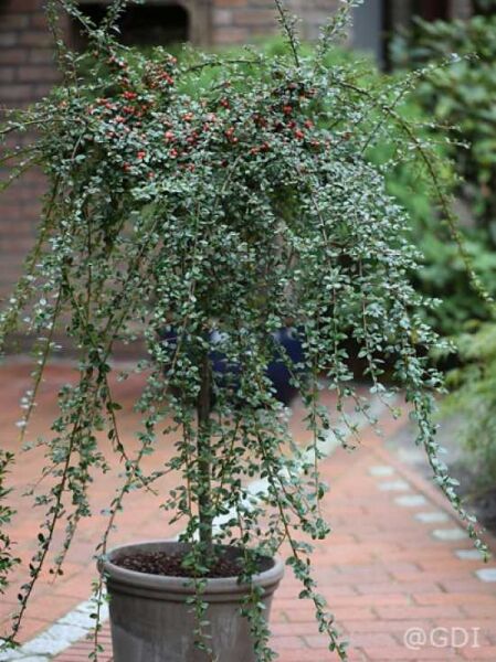 Zwergmispel 'Coral Beauty' Stämmchen / Cotoneaster suecicus 'Coral Beauty' Stämmchen