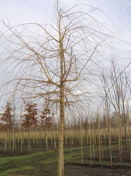 Hänge-Weide / Trauer-Weide 'Tristis' / Salix alba 'Tristis'