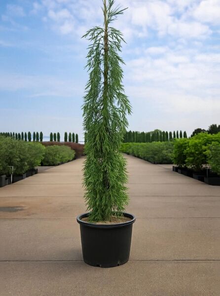 Sequoiadendron giganteum 'Pendulum' / Überhängender Mammutbaum 100-125 cm C15, schlanker Nadelbaum im Topf mit überhängenden Trieben