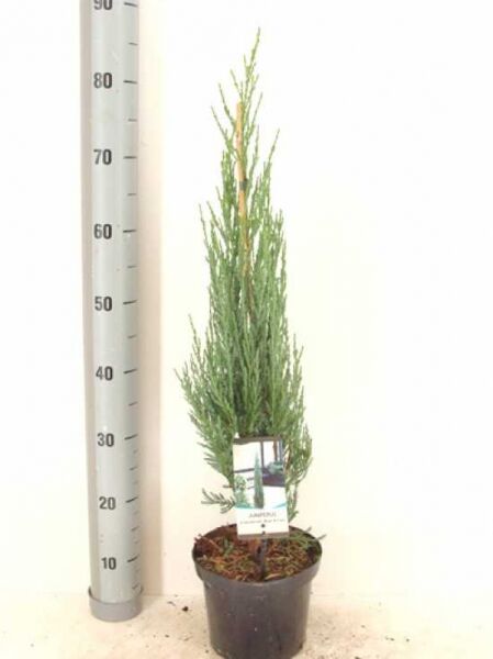 Blauer Raketen-Wacholder / Blauer Raketen-Wacholder