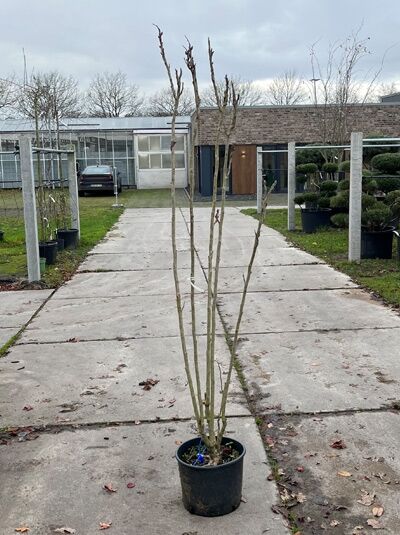 Chinesischer Surenbaum / Toona sinensis (874631)