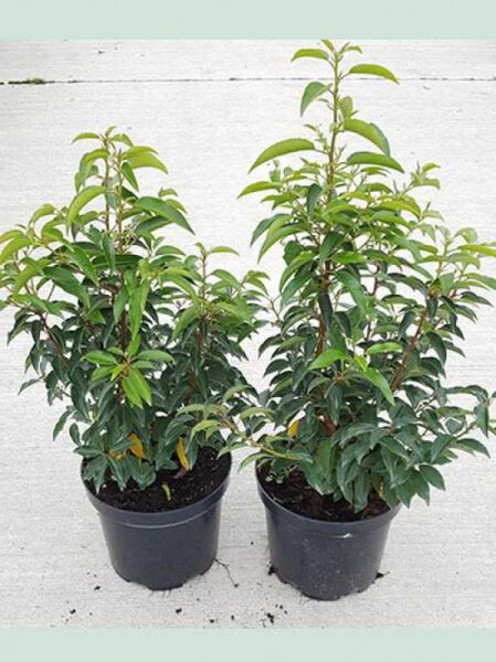 Portugiesischer Kirschlorbeer / Portugiesischer Kirschlorbeer