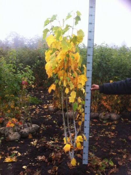 Acer pensylvanicum (Streifen-Ahorn) 200–250 cm m. B., schlanker Hochstamm mit gelbgrünem Herbstlaub neben Messlatte.