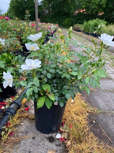 Rosa 'Escimo'® ADR-Rose (Bodendeckerrose) im C5-Topf mit weißen, einfachen Blüten und grünen Blättern.