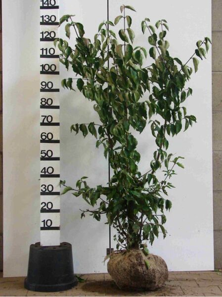 Kornelkirsche (Cornus mas) Strauch 100–125 cm, mehrtriebig, mit Ballen (m. B.), belaubt.