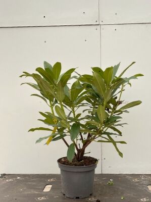 rhododendron wind tolerant Yaku Prince Rhododendron