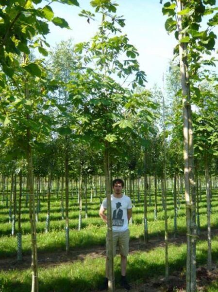 Gewöhnliche Rosskastanie (Aesculus hippocastanum) Hochstamm 16-18 StU mit Drahtballen, gerader Stamm, grüne Krone im Feldbestand