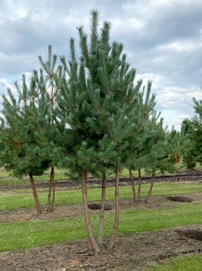 Pinus sylvestris, Gewöhnliche Kiefer/Wald-Kiefer, mehrstämmig, Nadelbaum mit mehreren schlanken Stämmen und grünen Nadeln