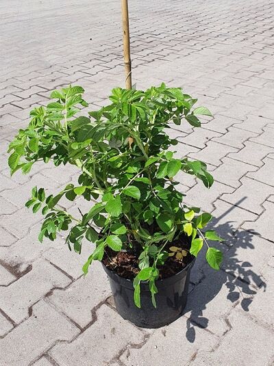 Rosa rugosa 'Alba' (Weiße Kartoffel-Rose/Weiße Apfel-Rose) 60–80 cm C7, Strauch im Topf mit grünem Laub