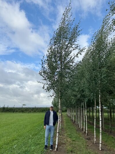 Weiß-Birke Betula pendula 'Zwitsers Glorie', Hochstamm 16-18 StU mit Drahtballen, schlanker Stamm und aufrechte Krone.