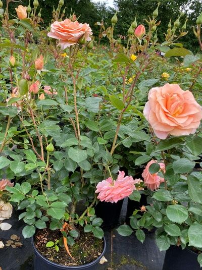 Rosa 'Impala' ® / Beetrose 'Impala' ® C5, Rosenstrauch im Topf mit apricotfarbenen Blüten und Knospen, grünes Laub