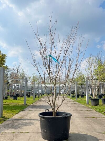 Japanischer Blumen-Hartriegel 'Schmetterling' mehrstämmig / Cornus kousa 'Schmetterling' (876150)