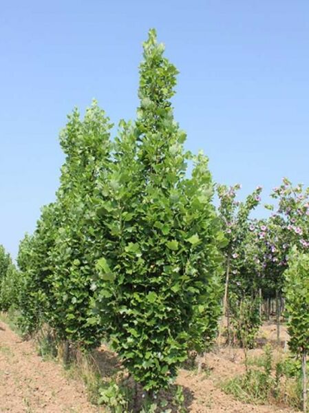 Säulen-Tulpenbaum Liriodendron tulipifera 'Fastigiatum', 450-500 cm, aufrechter säulenförmiger Wuchs mit dichtem Laub