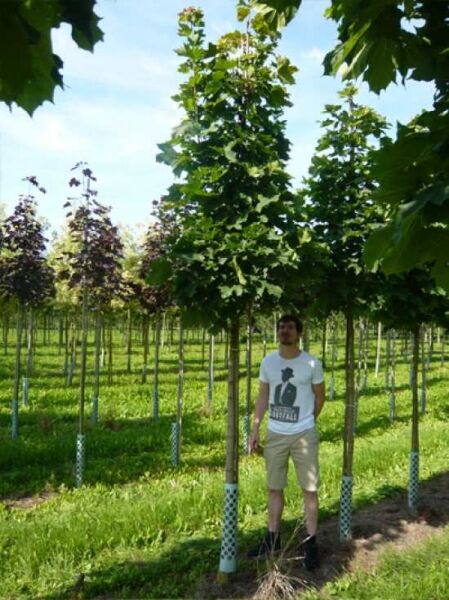 Spitz-Ahorn (Acer platanoides) 'Columnare' als Hochstamm mit säulenförmiger Krone im Baumschulquartier.