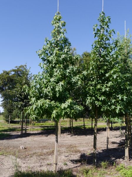 Liquidambar styraciflua 'Stared' / Amberbaum 'Stared'