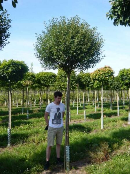 Kugel-Steppen-Kirsche (Prunus eminens 'Umbraculifera' / Prunus fruticosa 'Globosa') als Hochstamm mit kugeliger Krone.