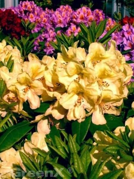 Rhododendron 'Belkanto' / Rhododendron Hybride 'Belkanto ®'
