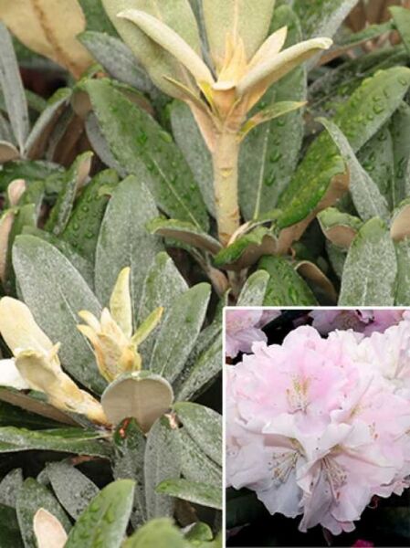 Rhododendron yakushimanum 'Silver Lady' / Rhododendron 'Silver Lady'