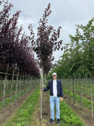 Prunus serrulata 'Royal Burgundy' – Rotblättrige Nelken-Kirsche 'Royal Burgundy' Hochstamm 12-14 StU, Baum mit dunkelrotem Laub