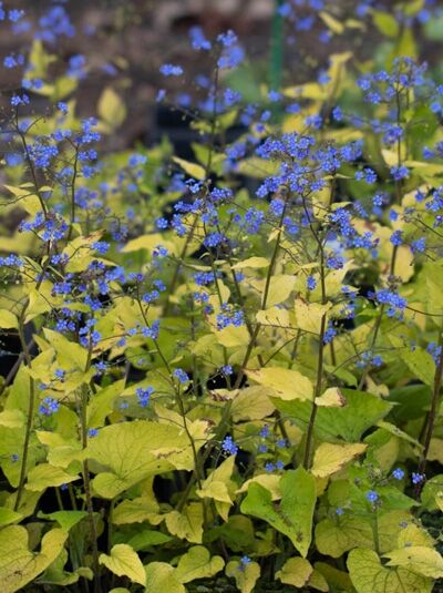 Kaukasus-Vergißmeinnicht 'Diane's Gold ®' / Brunnera macrophylla 'Diane's Gold ®'