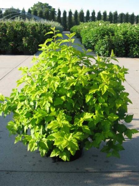 Physocarpus opulifolius 'Dart's Gold' / goldgelbe Blasenspiere 80-100 cm C20, buschiger Strauch im Container mit gelbgrünem Laub