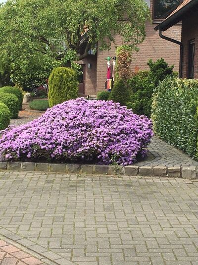 Rhododendron impeditum / Zwerg-Rhododendron