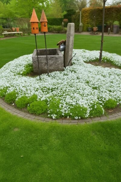 Moosphlox / Flamenblume / Teppich-Phlox 'Maischnee' / Phlox subulata 'Maischnee'
