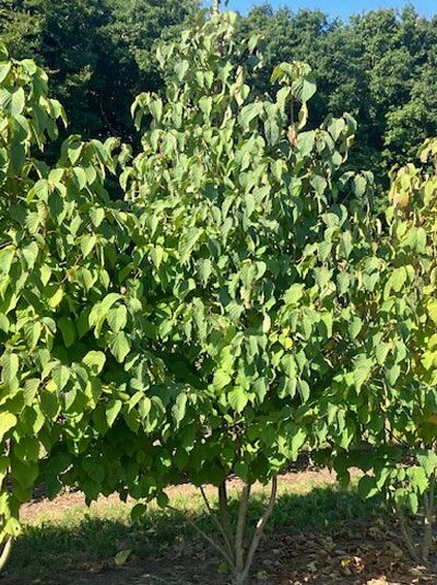 Taschentuchbaum / Aufwiedersehenbaum / Taubenbaum / Davidia involucrata