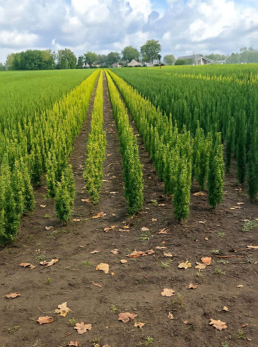 Gelbe Sulen-Eibe - Taxus baccata 'Fastigiata Aurea' (Synonym: Taxus  baccata 'Fastigiata Aureomarginata')