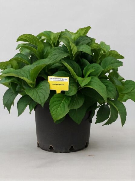 Bauern-Hortensie Hydrangea macrophylla 'Schneeball ®' 50-60 cm C20 im schwarzen Pflanztopf mit grünem Laub