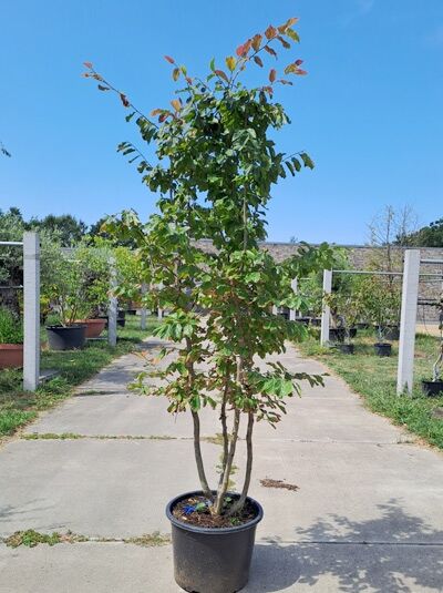 Eisenholzbaum / Parrotie 175-200 cm mehrstämmig - Parrotia persica (876118)