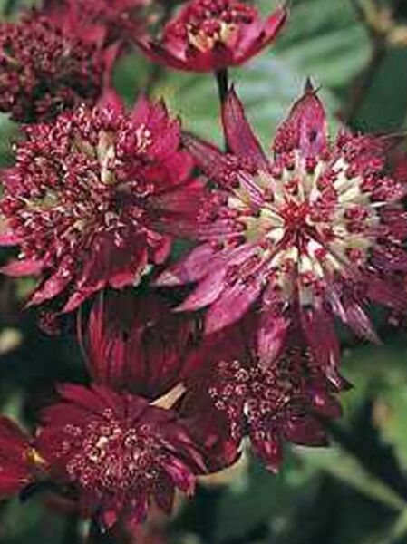 Sterndolde 'Ruby Star ®' / Astrantia major 'Ruby Star ®'
