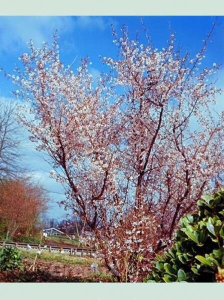Geschlitztblättrige Kirsche 'Mikinori' / Prunus incisa 'Mikinori'