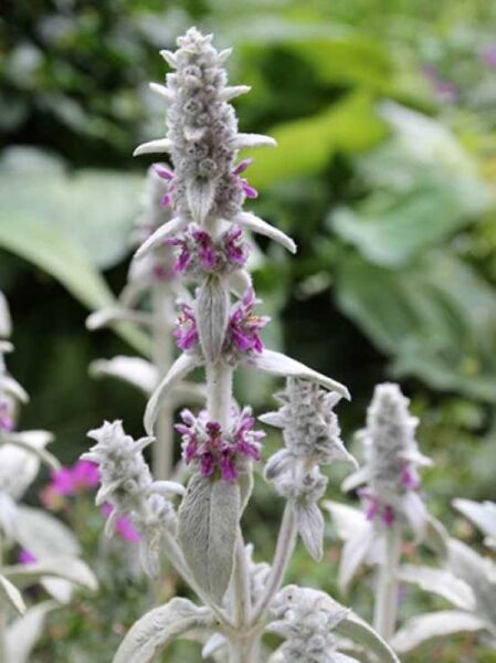 Byzantinischer Wollziest / Stachys byzantina