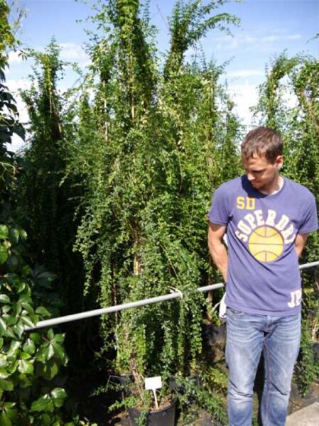 Winterjasmin (Jasminum nudiflorum) 175–200 cm im C20-Container, hoher Strauch mit langen, überhängenden grünen Trieben.