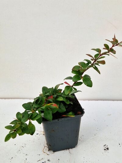 Berberitze 'Parkjuweel' / Berberis media 'Parkjuweel'