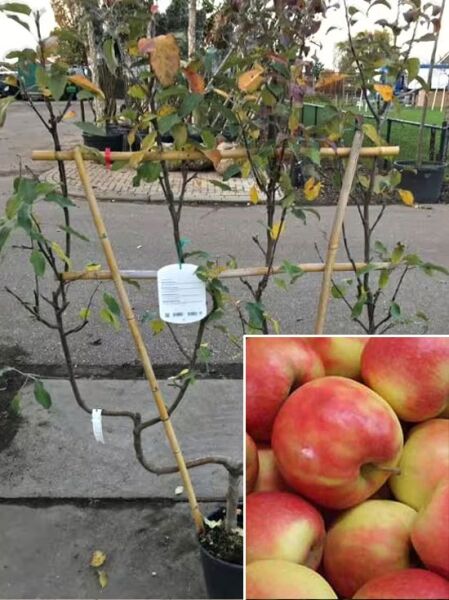 Malus domestica 'Jonagold' Doppel-U Spalier / Apfel 'Jonagold' Doppel-U Spalier im Topf am Stützgerüst, Baum mit Laub