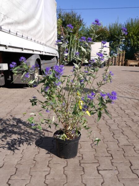 Bartblume Caryopteris clandonensis 'Heavenly Blue', blühender Strauch im Pflanztopf, 30-40 cm, C5