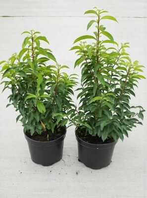 Kirschlorbeer / Prunus - ideal als Heckenpflanze, Solitr- oder  Gruppengehlz