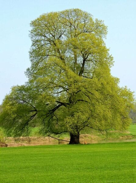 Ulmus laevis (Flatter-Ulme) als großer Laubbaum mit breiter Krone und frischem grünem Austrieb
