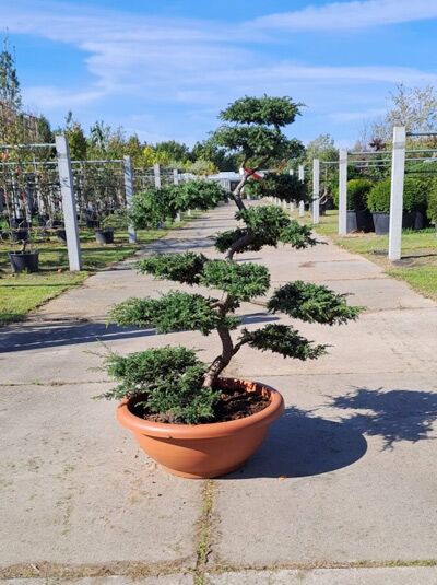 Kriechender Wacholder &#039;Repanda&#039; / Juniperus communis &#039;Repanda&#039; (1567260)