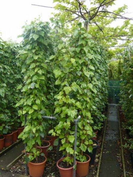 Hedera algeriensis (Nordafrikanisches Efeu) 250–300 cm C25 im Topf, rankender Wuchs mit dichtem, grünem Laub.