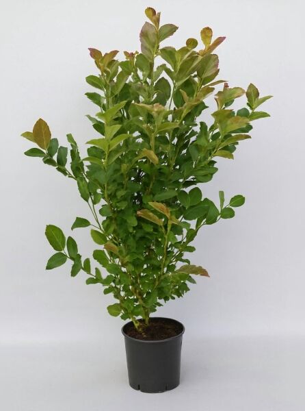 Magnolia loebneri 'Merrill' / Große Stern-Magnolie 'Merrill', 175–200 cm, im 20-Liter-Container (C20) mit grünem Laub.